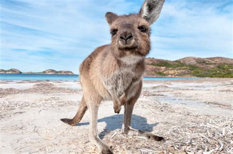 what is the most famous australian animal